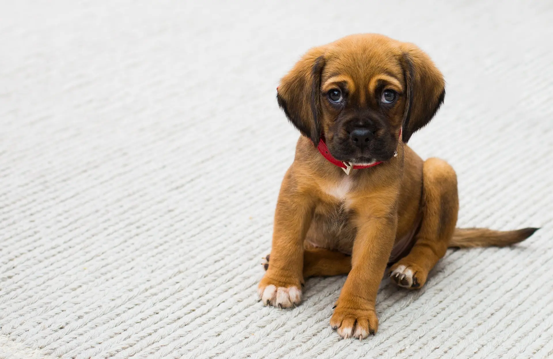 custom puppy collars
